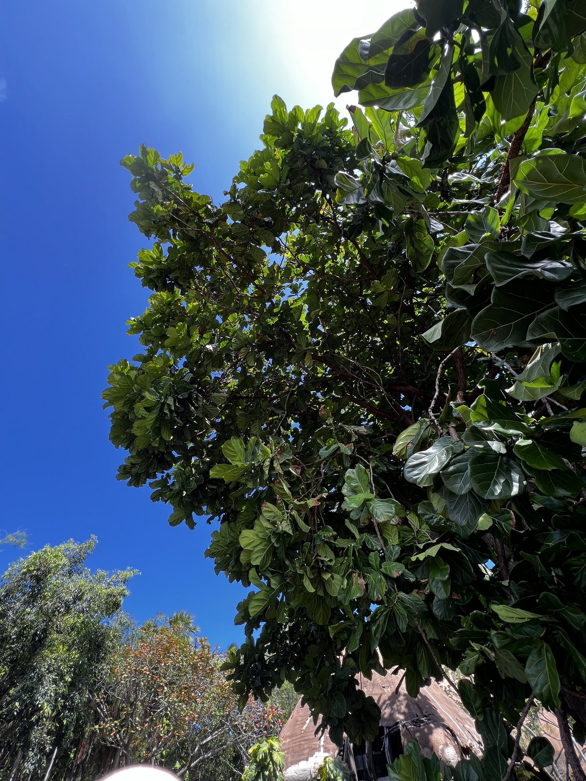 Ficus Lyrata (Vioolplant)