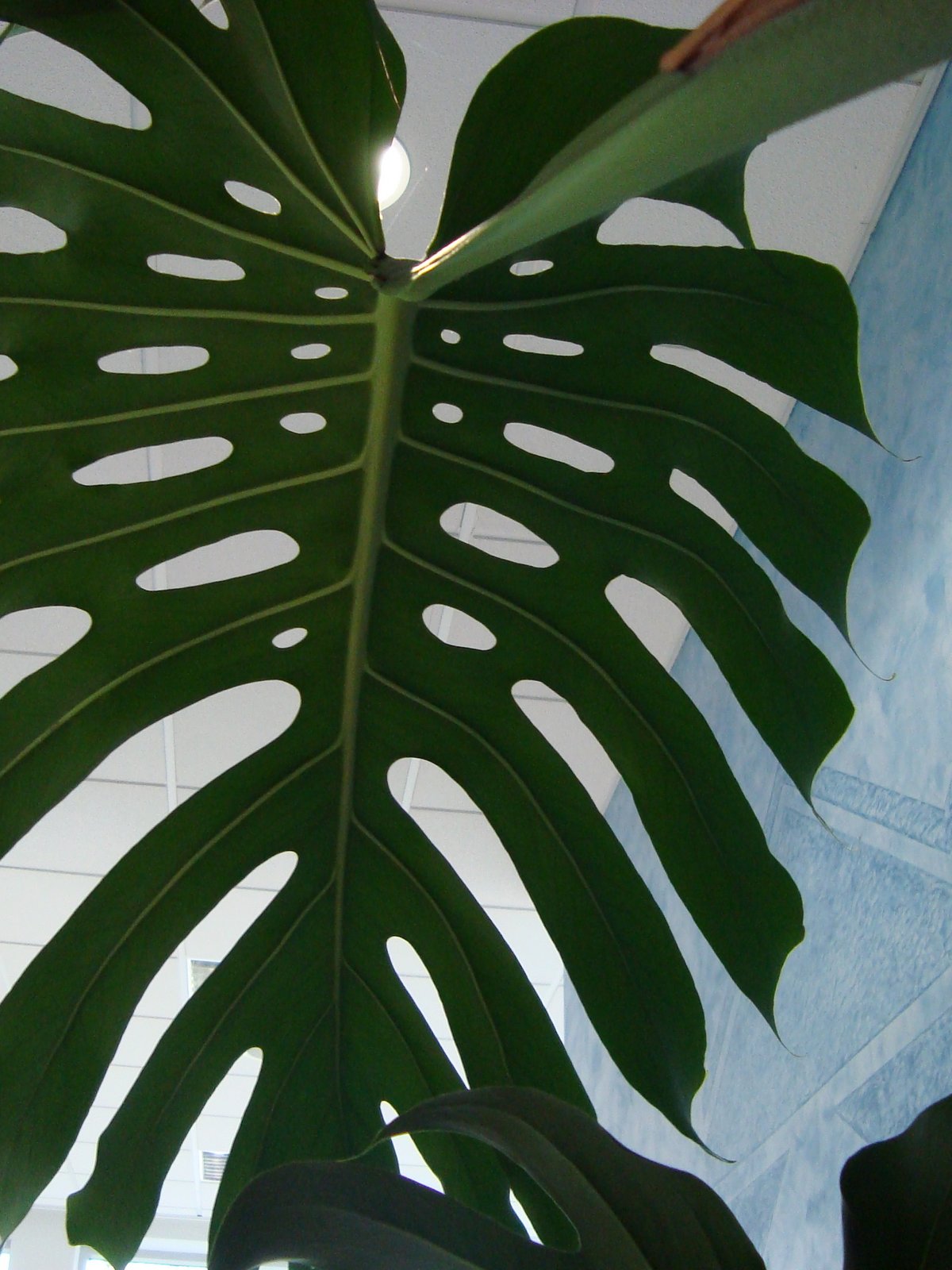Bloomique Monstera Deliciosa met Pot 30-40cm