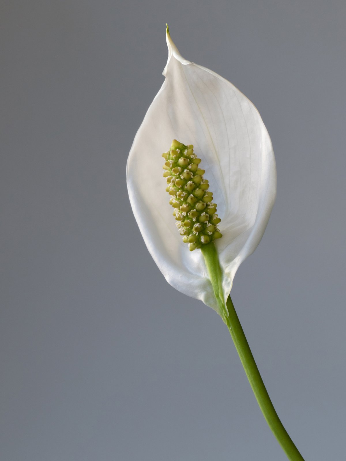 Vredeslelie (Peace Lily) kantoorplant