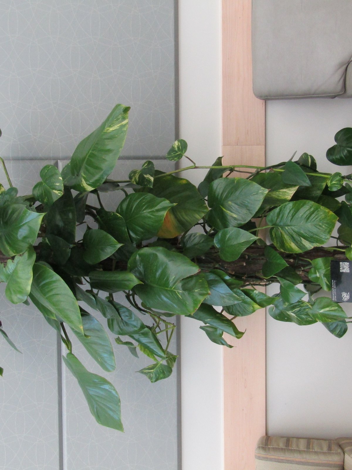 Pothos (Epipremnum)
