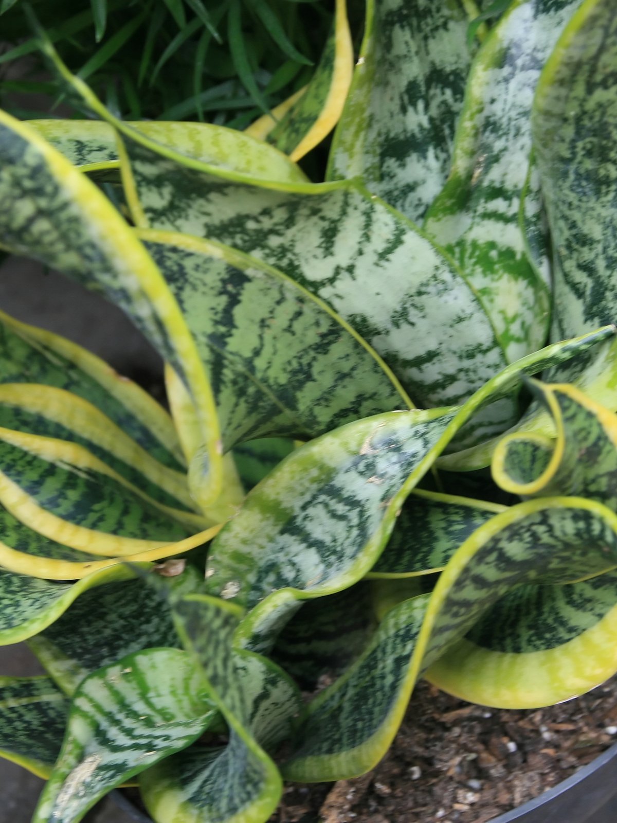 Sansevieria (Vrouwentong) kantoorplant